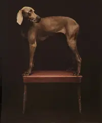 William Wegman, Upstanding, 1988, Pigment print, printed 2010