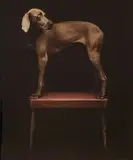 William Wegman, Upstanding