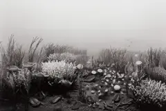 Cambrian Period by Hiroshi Sugimoto, 1992, Gelatin silver print, sold Apr 2021