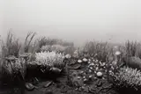 Cambrian Period by Hiroshi Sugimoto, 1992, Gelatin silver print, sold Apr 2021