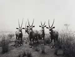 Gemsbok by Hiroshi Sugimoto, 1980, Gelatin silver print, sold Apr 2021