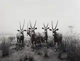 Hiroshi Sugimoto, Gemsbok