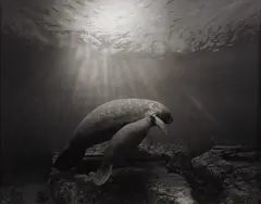 Manatee by Hiroshi Sugimoto, 1994, Gelatin silver print, sold Apr 2021