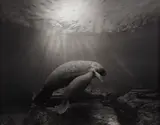Manatee by Hiroshi Sugimoto, 1994, Gelatin silver print, sold Apr 2021