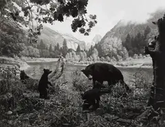 Hiroshi Sugimoto, Black Bear, 1994, Gelatin silver print