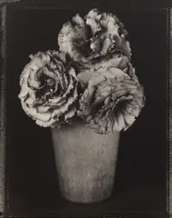 Tom Baril, Eustoma, 1997, Toned gelatin silver print