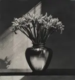 Robert Mapplethorpe, Irises, 1986-1987, Photogravure