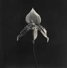 Robert Mapplethorpe, Orchid, 1986-1987, Photogravure