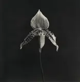 Robert Mapplethorpe, Orchid, 1986-1987, Photogravure