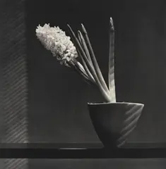 Robert Mapplethorpe, Hyacinth, 1986-1987, Photogravure
