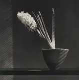 Robert Mapplethorpe, Hyacinth, 1986-1987, Photogravure