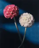 Horst P. Horst, Primula Denticulate, Oyster Bay, NY