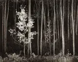 Aspens, Northern New Mexico by Ansel Adams, 1958, Gelatin silver print from Portfolio VII , printed 1976, sold Apr 2021
