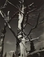 Dead Tree, New England by Paul Strand, 1945, Gelatin silver print, offered Apr 2021