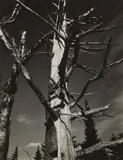 Paul Strand, Dead Tree, New England