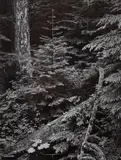 Forest, Early Morning, Mt. Rainier National Park, Washington by Ansel Adams, 1949, Gelatin silver print from Portfolio Two: The National Parks and Monuments , printed 1950, sold Apr 2021
