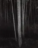 Aspens, Northern New Mexico by Ansel Adams, 1958, Gelatin silver print, printed 1963-1973, sold Apr 2021