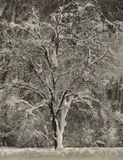 Ansel Adams, Winter – Yosemite (Oak Tree in Snow)