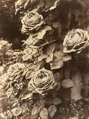 Eugène Atget, Roseraie, 1922-1923, Matte albumen print