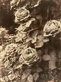 Eugène Atget, Roseraie, 1922-1923, Matte albumen print