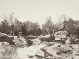 Eugène Cuvelier, Belle-Croix, Forest of Fontainebleau, circa 1861, Albumen print from a paper negative