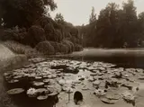 Eugène Atget, Bagatelle, Nymphéa, 1925, Printing-out-paper print