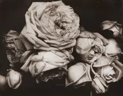 Heavy Roses, Voulangis, France by Edward Steichen, 1914, Toned gelatin silver print, printed later by Rolf Petersen, sold Oct 2021