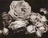 Edward Steichen, Heavy Roses, Voulangis, France