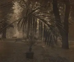 Palm in Prague Castle Garden by Josef Sudek, 1942, Pigment print, printed circa 1952, offered Oct 2021