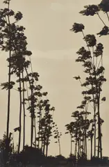 Fresh Air by Kametaro Kawasaki, circa 1930, Gelatin silver print, printed circa 1955, sold Oct 2021