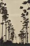 Kametaro Kawasaki, Fresh Air, circa 1930, Gelatin silver print, printed circa 1955