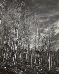 Aspen Valley, New Mexico by Edward Weston, 1937, Gelatin silver print, offered Oct 2021
