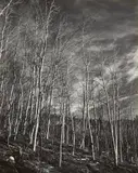 Aspen Valley, New Mexico by Edward Weston, 1937, Gelatin silver print, offered Oct 2021