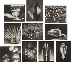 Gift of the Commonplace by Ruth Bernhard, San Francisco: Joseph G. Folberg and Vision Editions, 1994. Ten platinum-palladium prints, offered Oct 2021