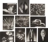 Ruth Bernhard, Gift of the Commonplace