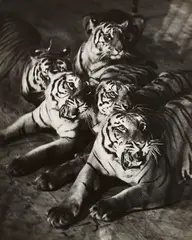 Martin Munkácsi, Tiger Act, Berlin, Scala, 1929, Gelatin silver print, printed circa 1929