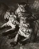 Martin Munkácsi, Tiger Act, Berlin, Scala, 1929, Gelatin silver print, printed circa 1929