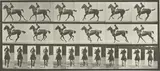 Eadweard Muybridge, Selected Images from Animal Locomotion: An Electro-Photographic Investigation of Consecutive Phases of Animal Movements, 1887, Forty-seven collotypes