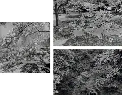 Selected Images by Lee Friedlander, 1979-2003, Three gelatin silver prints, printed 2000-2003, sold Oct 2021