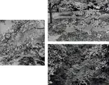 Selected Images by Lee Friedlander, 1979-2003, Three gelatin silver prints, printed 2000-2003, sold Oct 2021