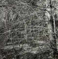 Nyack by Lee Friedlander, 2000, Gelatin silver print, printed 2006, sold Oct 2021
