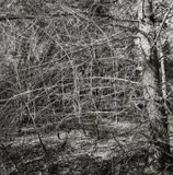 Lee Friedlander, Nyack
