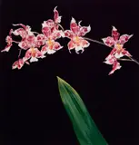 Orchids by Robert Mapplethorpe, 1989, Dye transfer print, sold Oct 2021