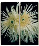 Chuck Close, Fuji Mum