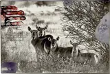 Peter Beard, Waterbuck family in Samburu on the Uaso Nyiro River (Northern Frontier District) of Kenya...for the End of the Game, 1968, Toned gelatin silver print with ink, paint and affixed photographs, executed later