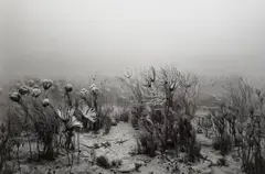 Carboniferous Period by Hiroshi Sugimoto, 1992, Gelatin silver print, sold Oct 2021