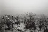 Hiroshi Sugimoto, Carboniferous Period, 1992, Gelatin silver print