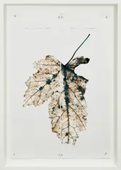 Black Pulse 3 by Doug Starn and Mike Starn, 2000-2011, Lambda chromogenic print, sold Oct 2021