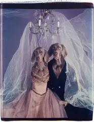 Wedding by William Wegman, 1991, Unique Polaroid print, offered Oct 2021