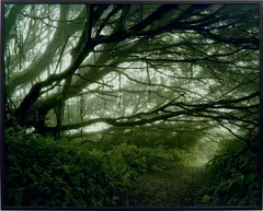 Simon Norfolk, Mist Shrouded Trees, Ascension Island, 2004, Chromogenic print